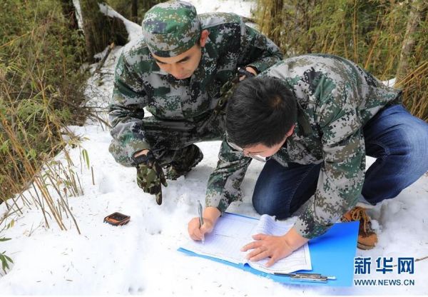 森林巡护员：野生大熊猫栖息地守护者